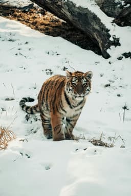 Animal print reinventat: cum îl porți în 2025